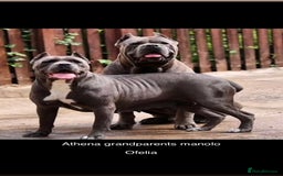 Cane Corso dogs for sale: Cerberus champion bloodline cane corso - Image 14