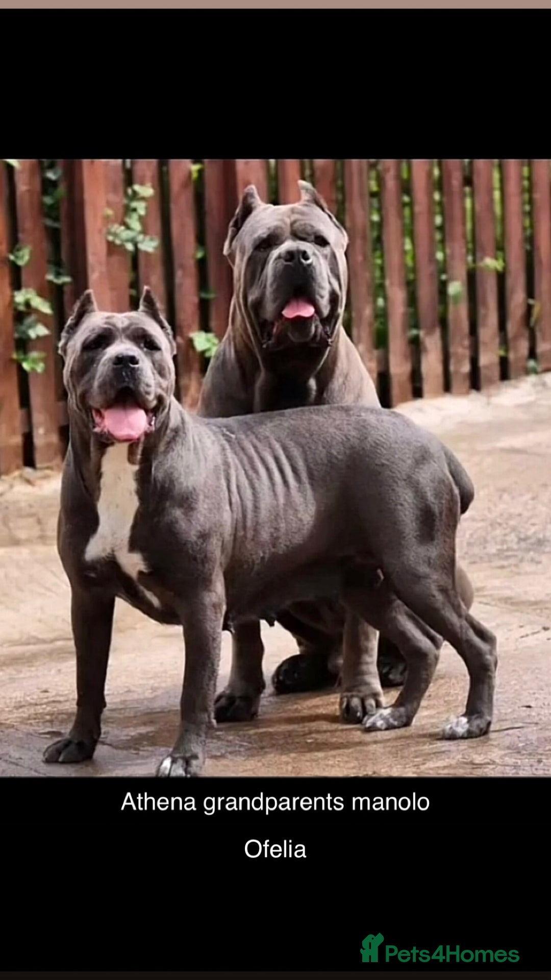 Cane Corso dogs for sale: Cerberus champion bloodline cane corso - Image 14