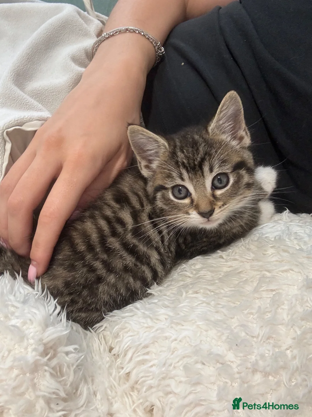Mixed Breed cats for sale: Lovely Kitten Looking for a Loving Home - Advert 4