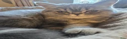 Exotic cats for sale: READY  NOW EXOTIC  GIRL. - Advert 3