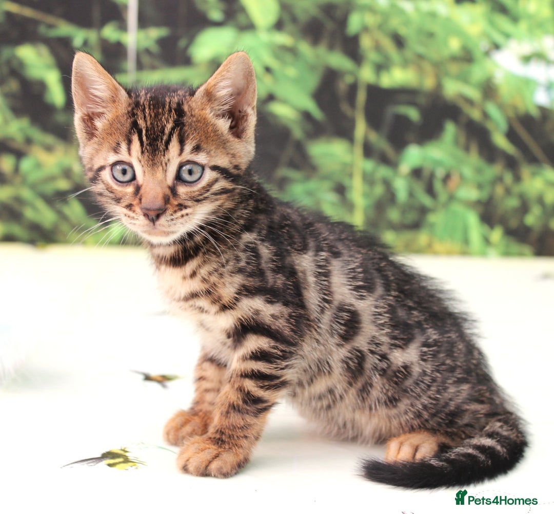 Bengal cats for sale: CUTE BROWN FEMALE BENGAL KITTENS (TICA REG) - Image 10