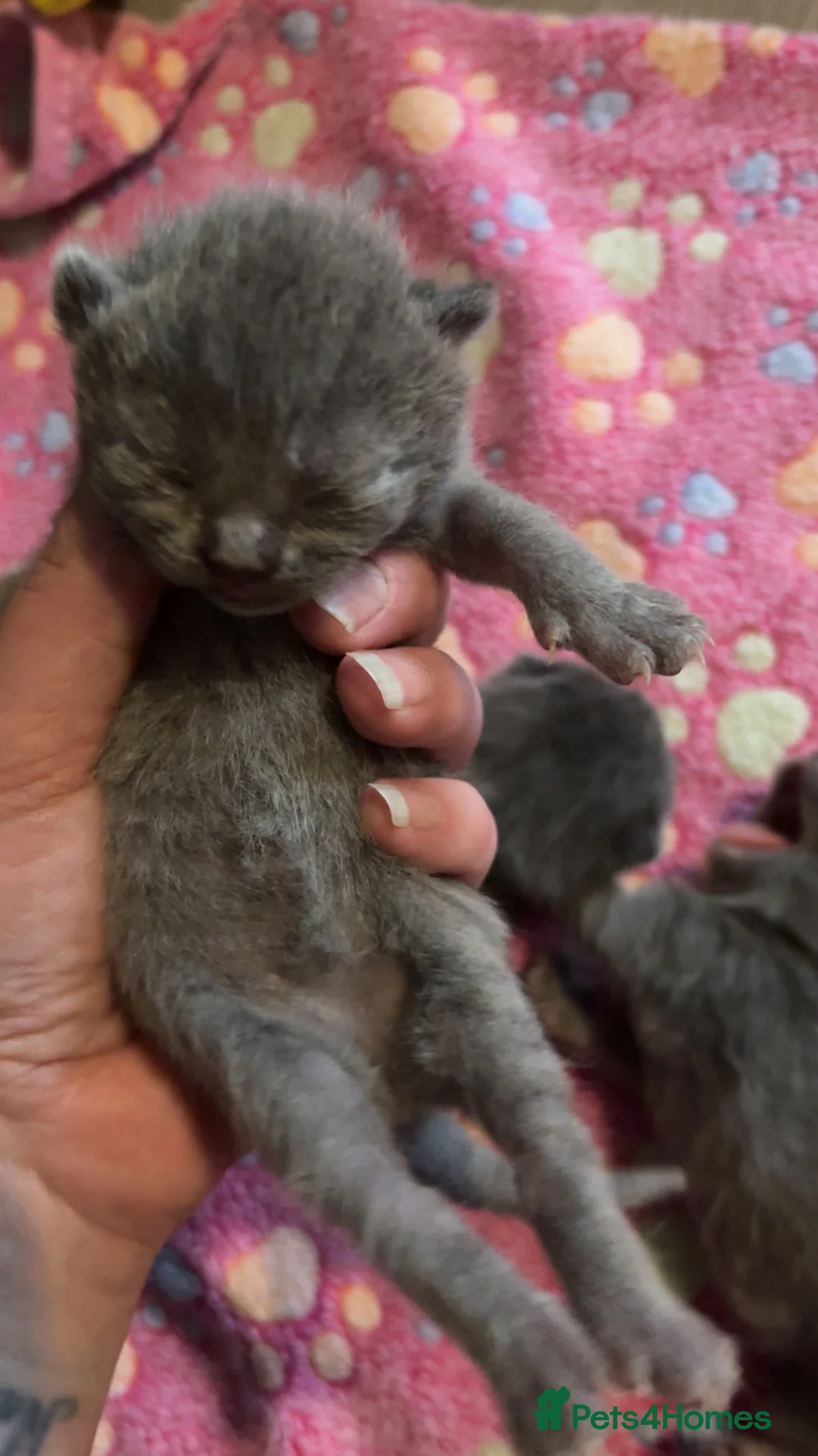 British Shorthair cats for sale: British shorthair kittens   - Advert 3