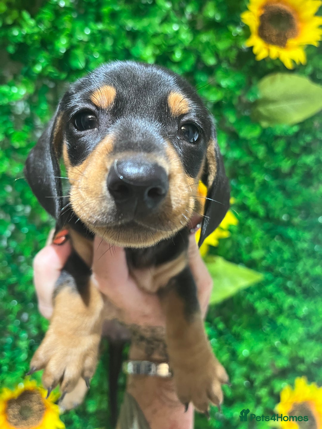 Miniature Dachshund dogs for sale: Smooth hair miniature dachshunds  - Image 3