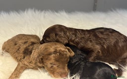 Cockapoo dogs for sale: F1B Cockapoo’s  - Image 1