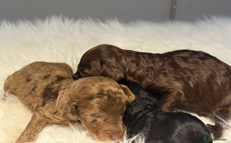 Cockapoo dogs - Advert 5