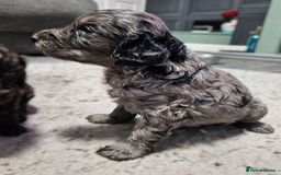 Cockapoo dogs for sale: Cockapoo puppies 2LEFT - Image 15