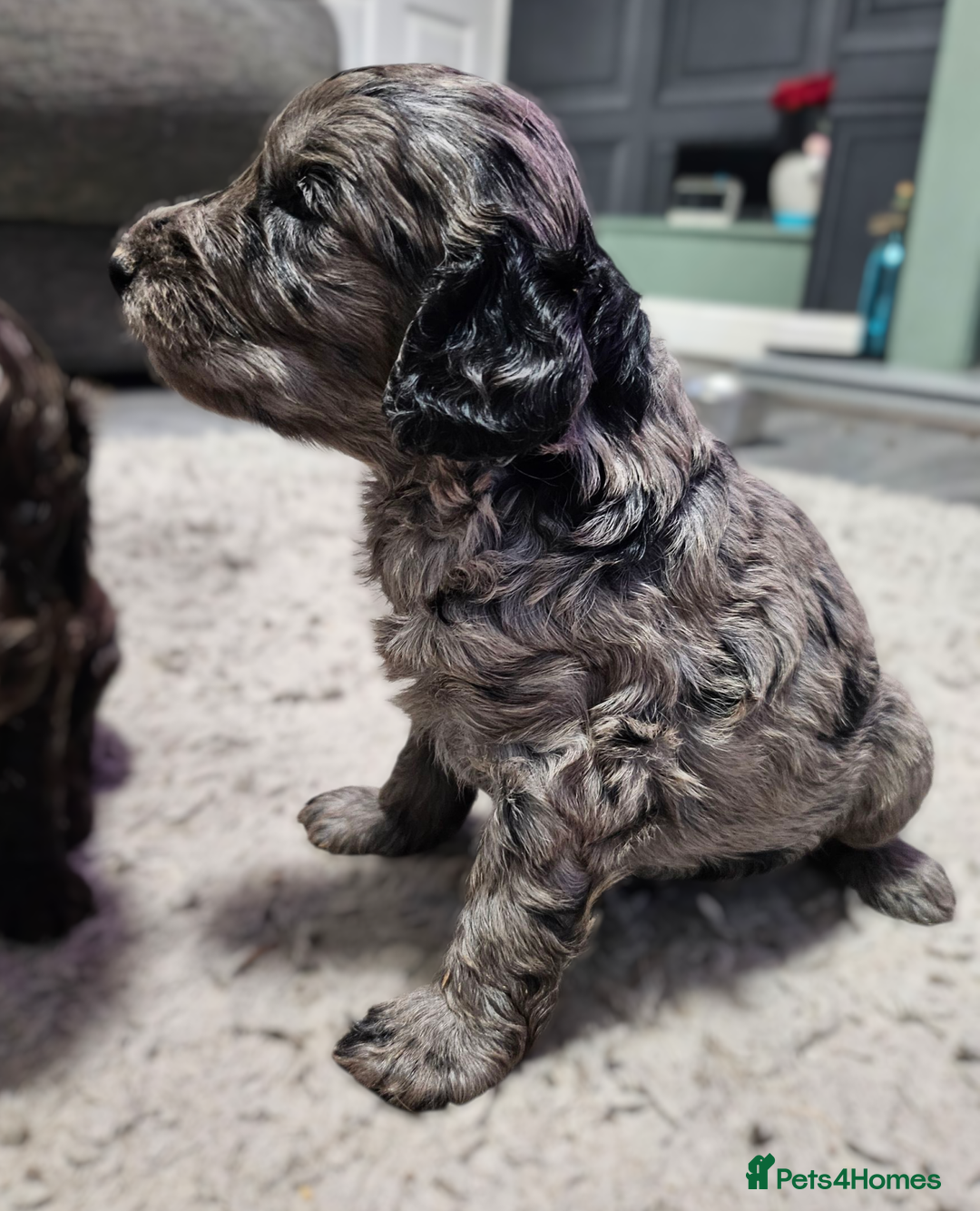 Cockapoo dogs for sale: Cockapoo puppies 2LEFT - Image 15