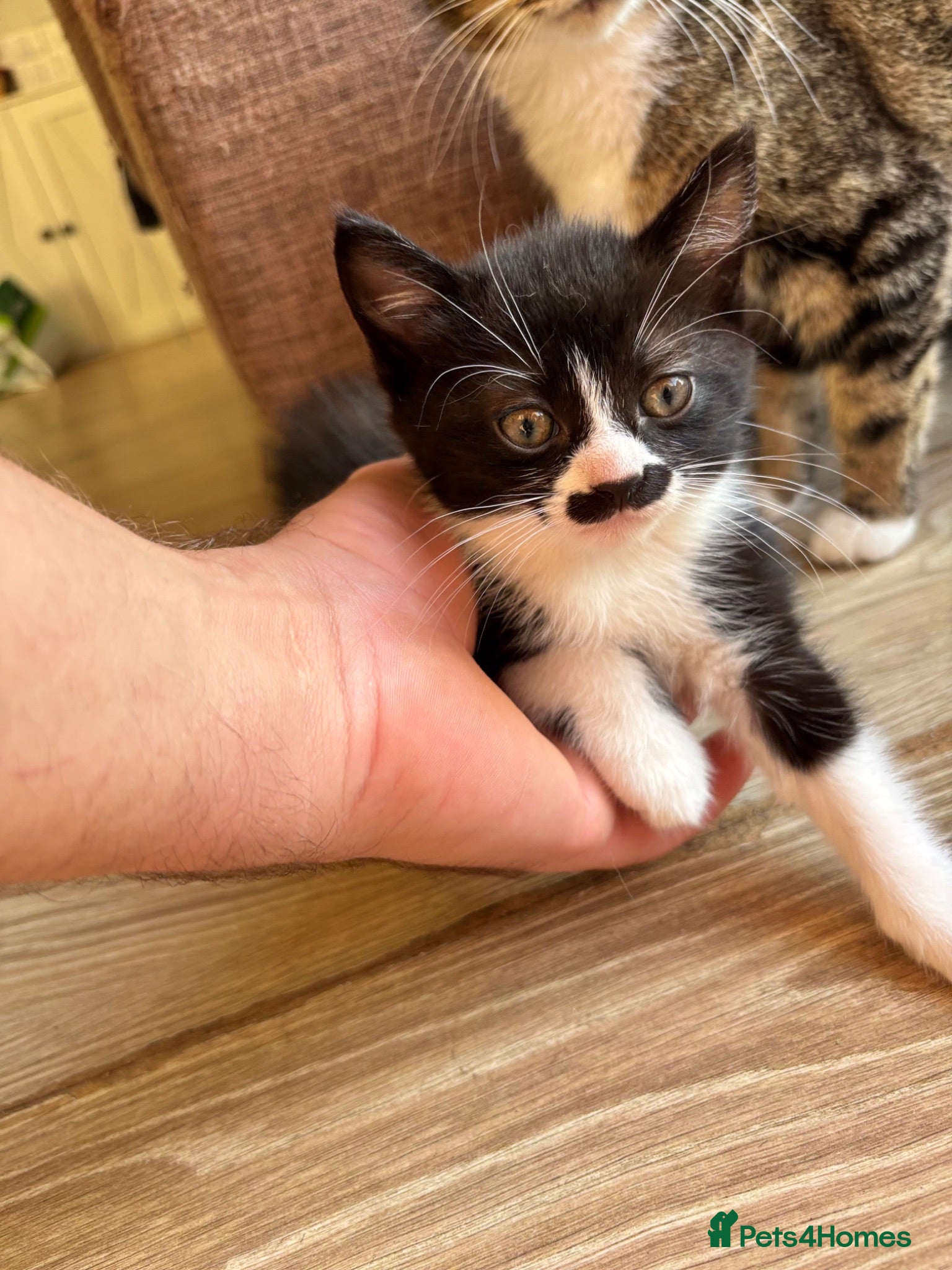 Mixed Breed cats Mustache kitten and fluffy friends  - Advert 1