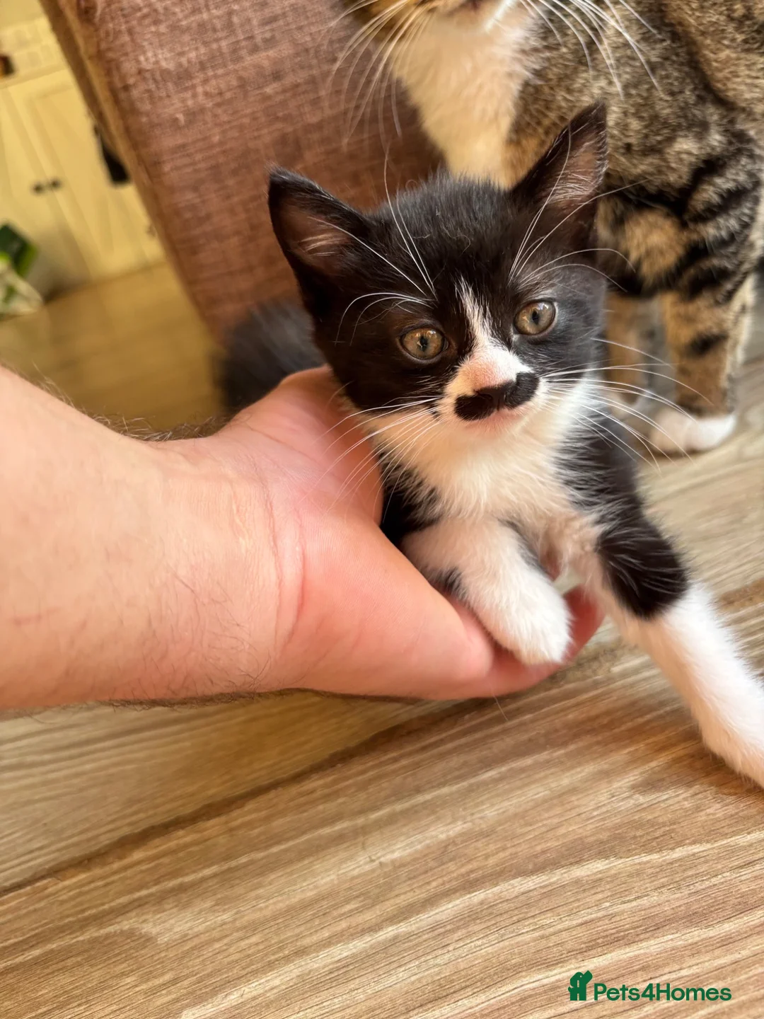 Mixed Breed cats for sale: Mustache kitten and fluffy friends  - Advert 1
