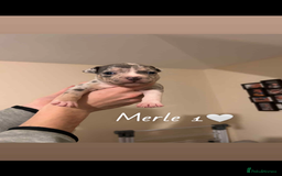 American Bully dogs for sale: Pocket Bully Pups - Advert 2