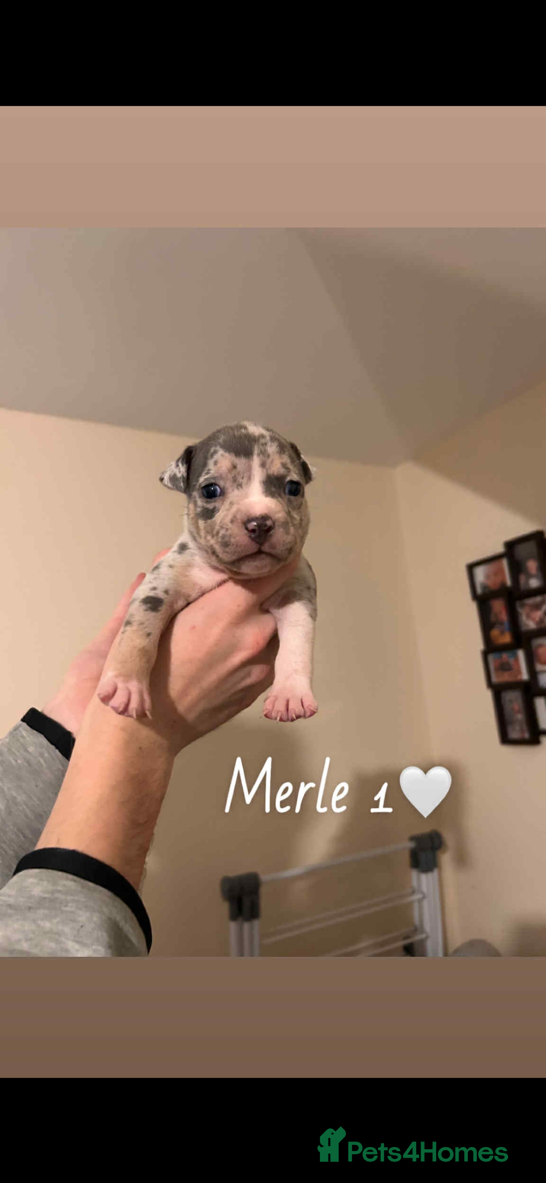 American Bully dogs for sale: Pocket Bully Pups - Advert 2