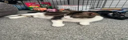 Mixed Breed cats for sale: 3 Playful beautiful kittens, 1 girl 2 boys - Advert 2
