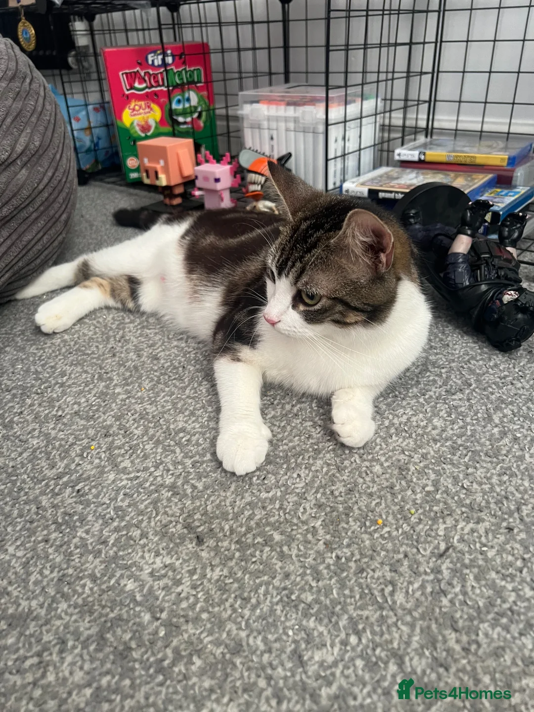 Mixed Breed cats for sale: 3 Playful beautiful kittens, 1 girl 2 boys - Advert 2
