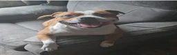 Staffordshire Bull Terrier dogs for sale: 🥨 2 Amazing Red boys 🥨 - Advert 7
