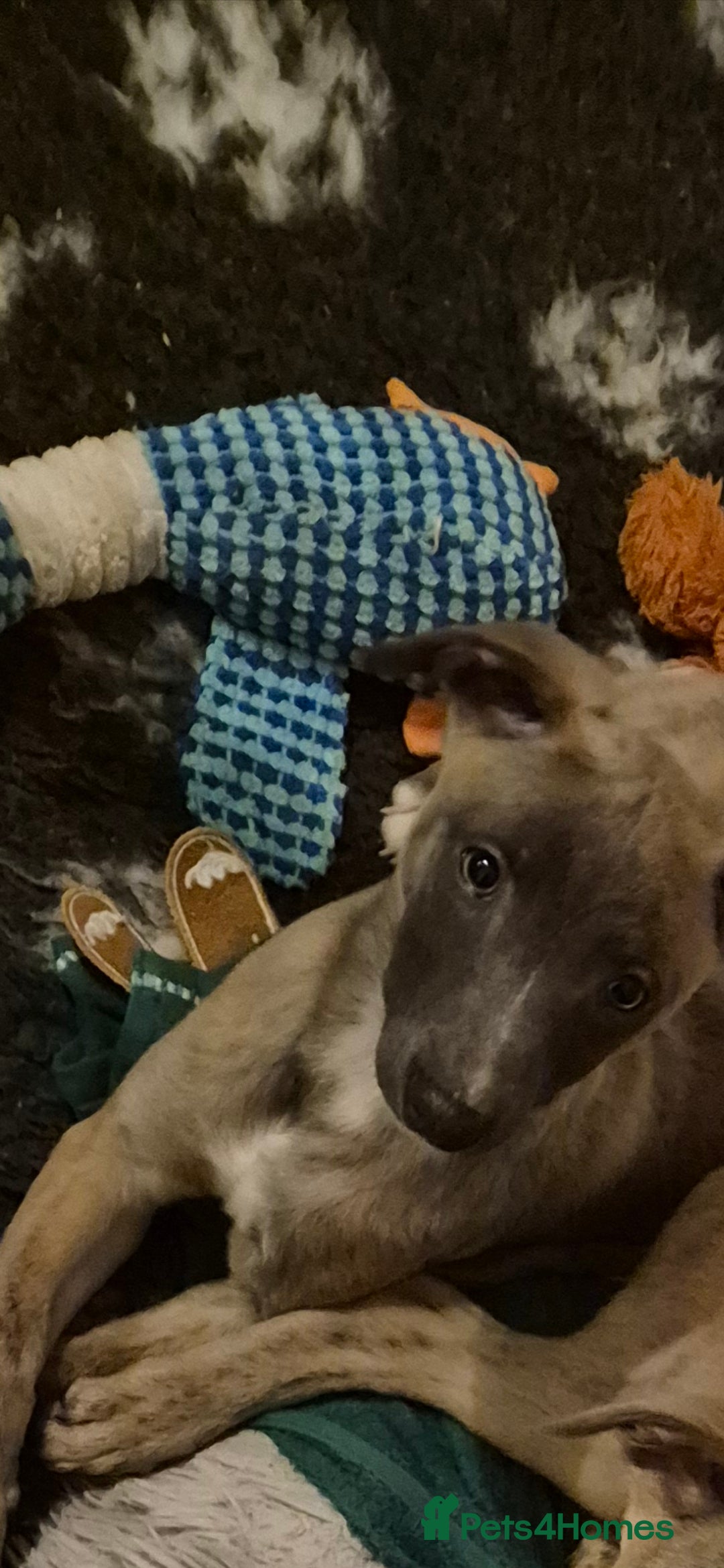 Whippet dogs for sale: Stunning whippet puppies  - Advert 13