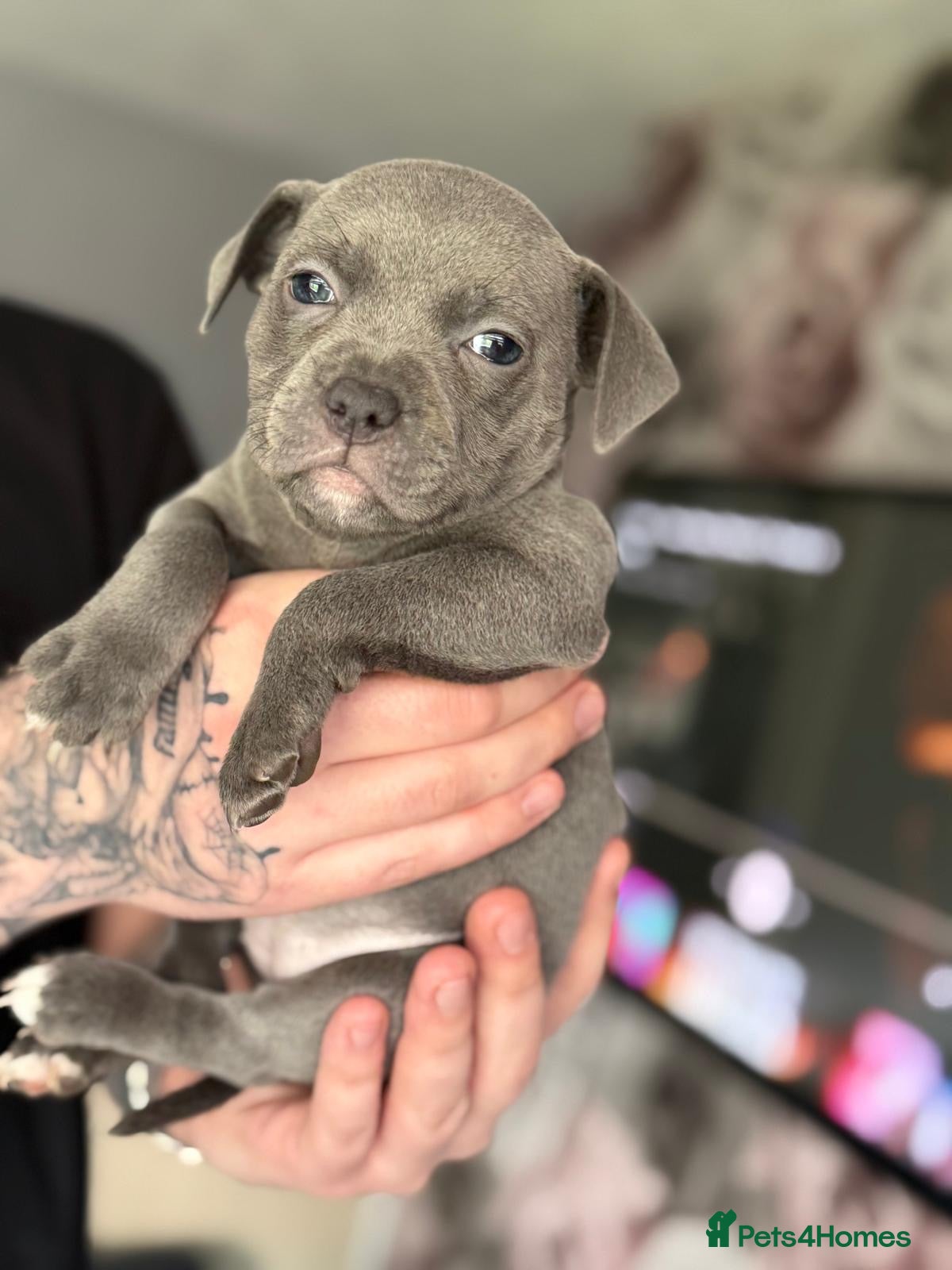 Staffordshire Bull Terrier dogs Beautiful litter of Staffordshire bull terrier  - Advert 4