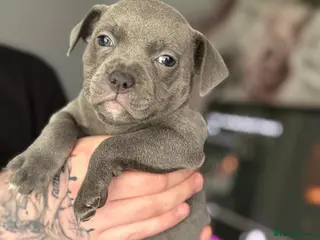 Staffordshire Bull Terrier dogs Beautiful litter of Staffordshire bull terrier - Advert 4