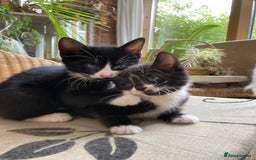 Mixed Breed cats for sale: 4 kittens  - Image 10