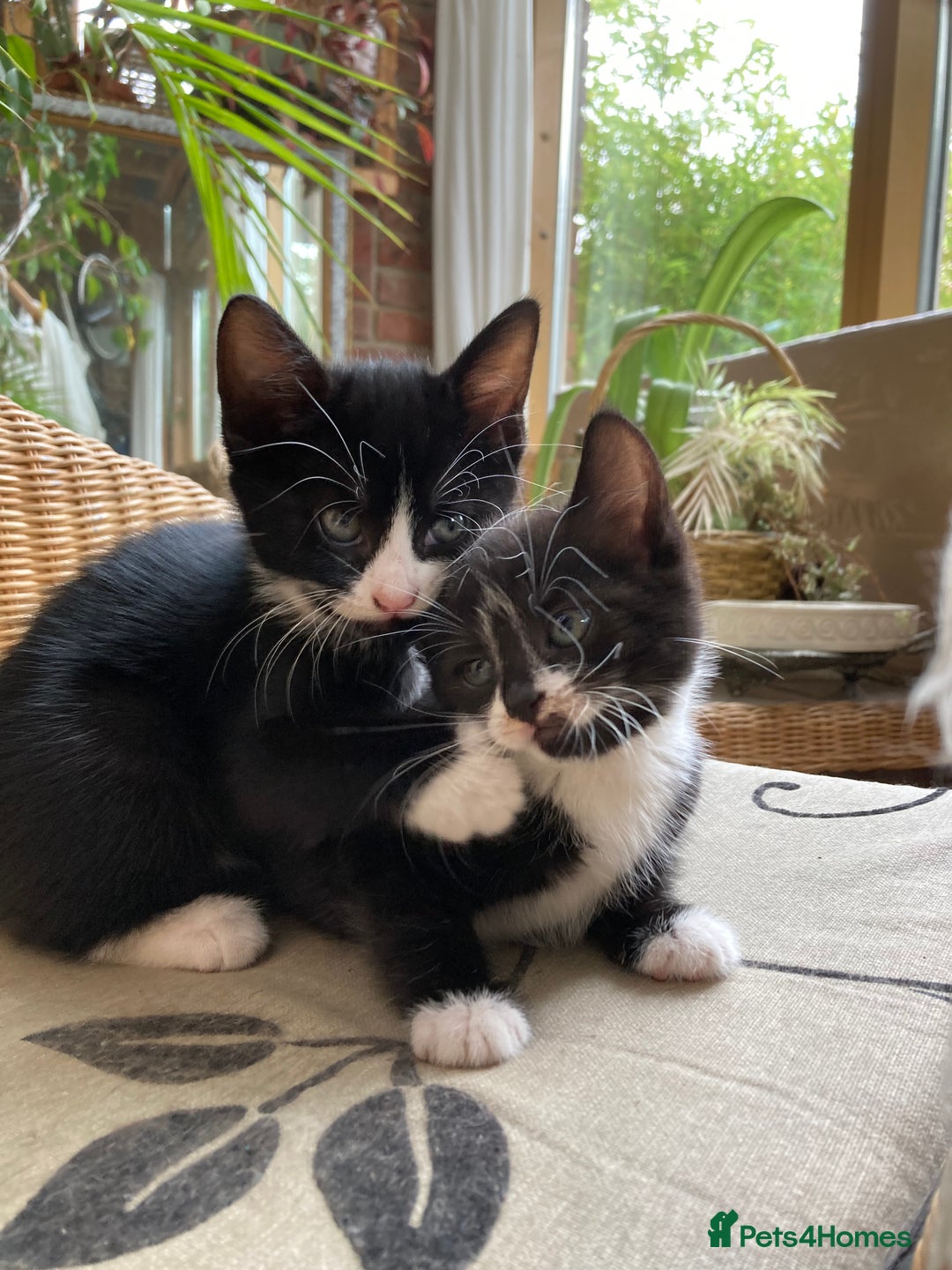 Mixed Breed cats for sale: 4 kittens  - Image 10