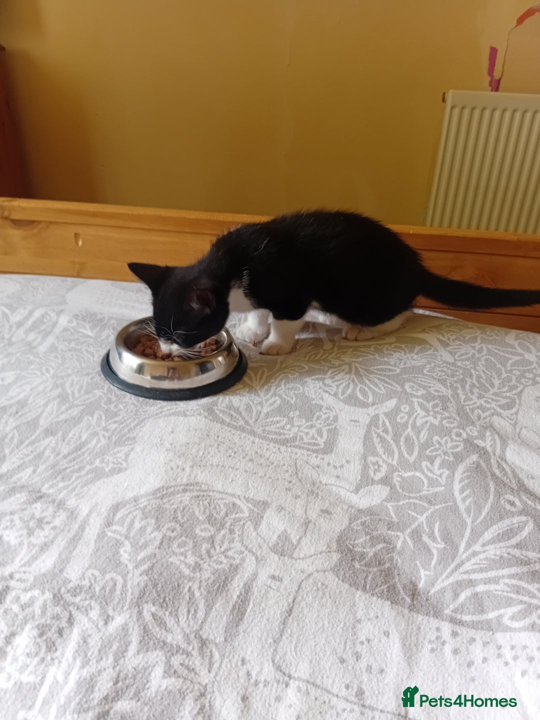 British Shorthair cats for sale: 4 month old boy kitten for sale  - Image 3