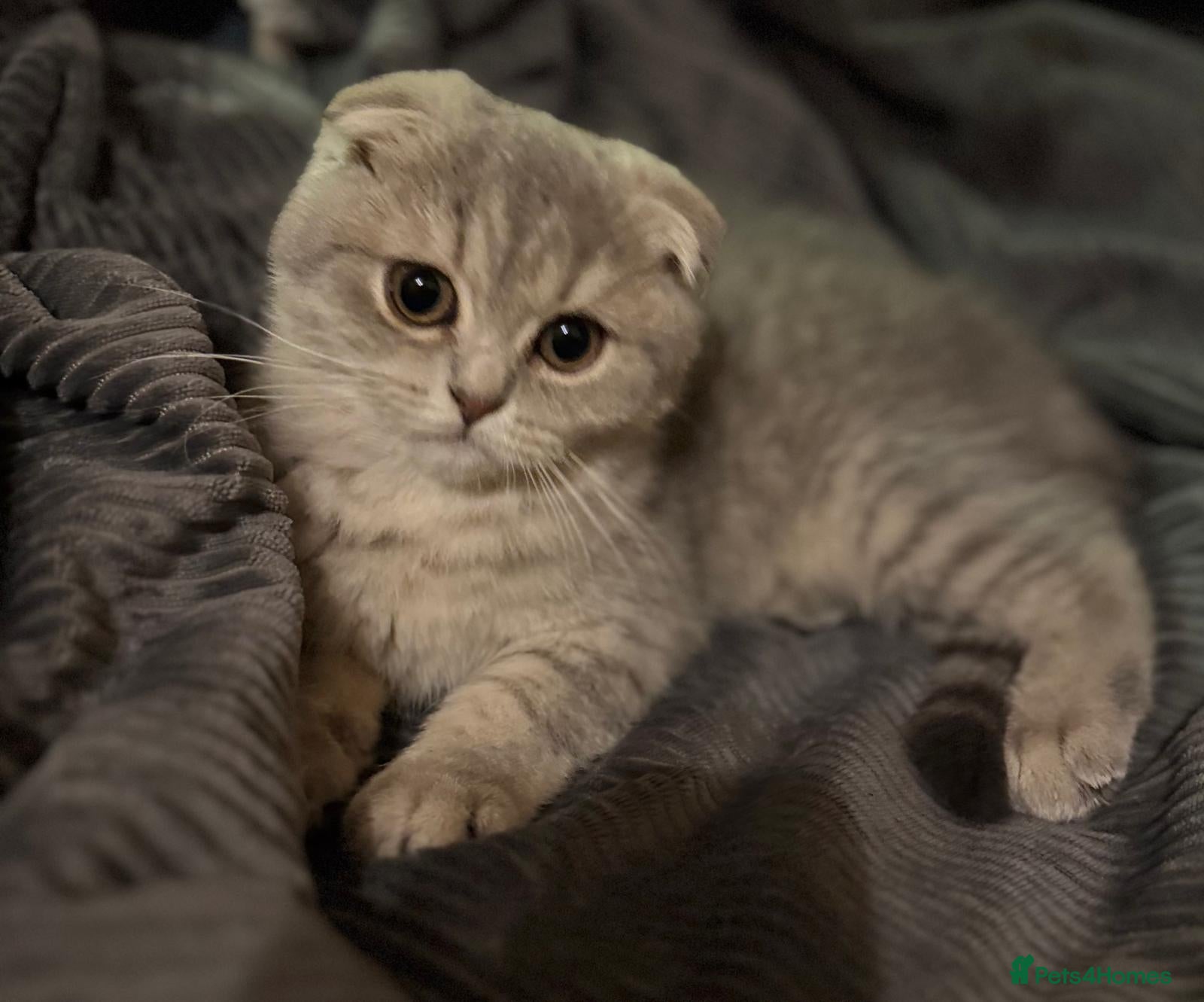 Scottish Fold cats Scottish fold - Advert 1