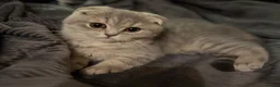 Scottish Fold cats for sale: Scottish fold - Advert 1