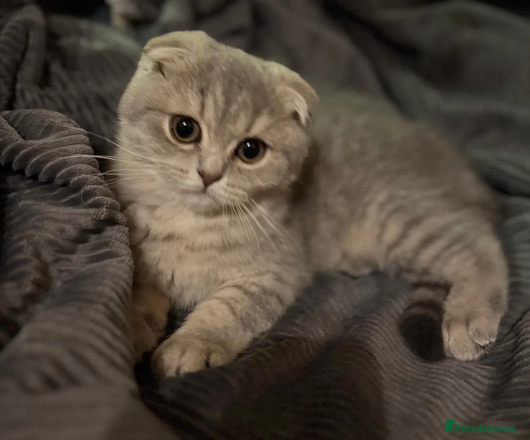 Scottish Fold cats for sale: Scottish fold - Advert 1