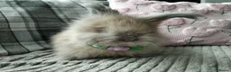 Angora rabbits for sale: English Angora Full Faced - Advert 11