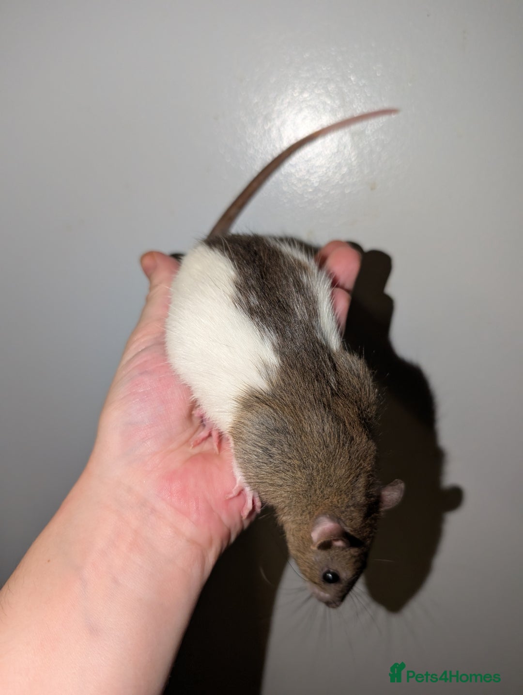 Rat rodents for sale: Dwarf & standard rats  - Image 2