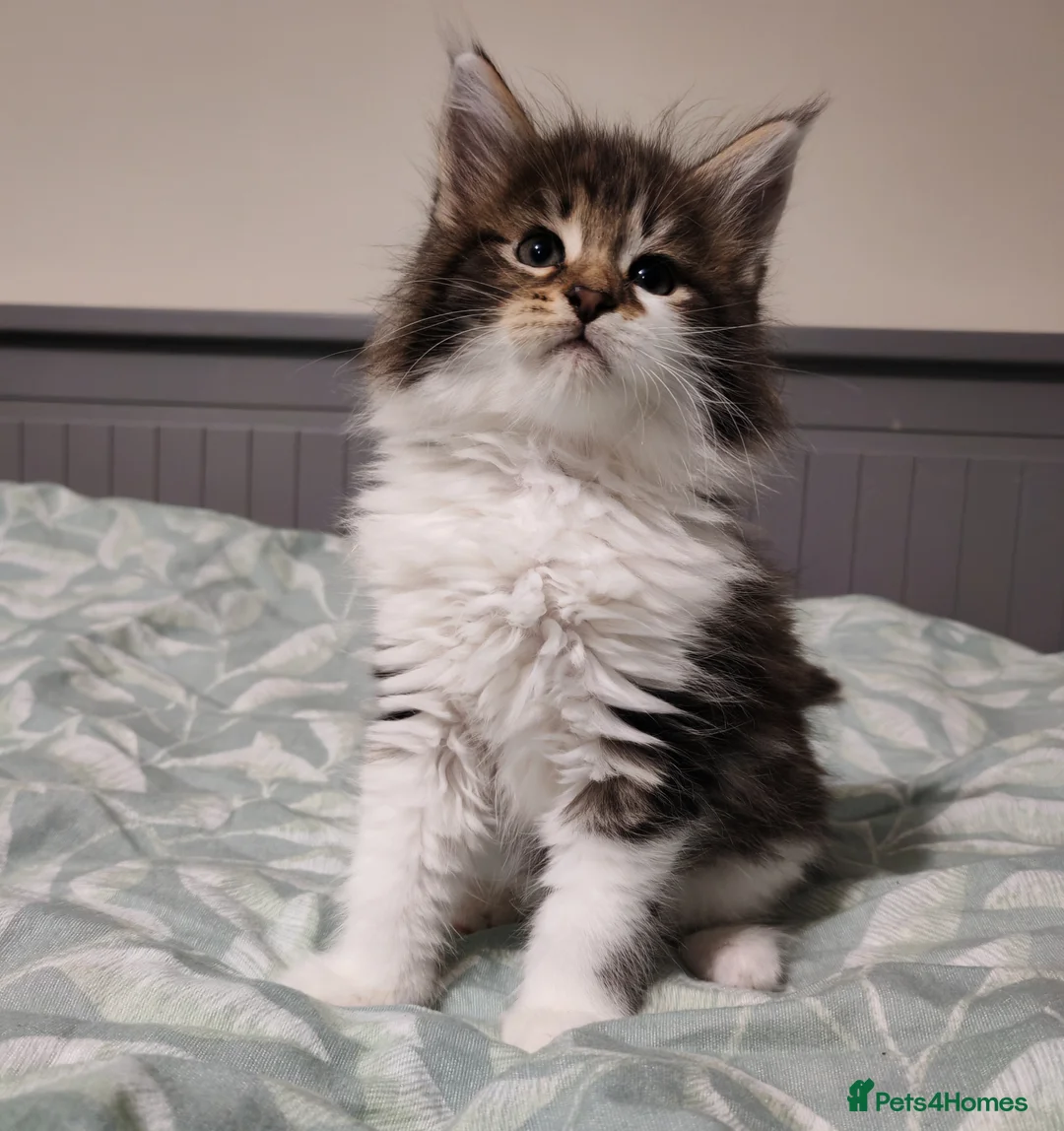 Maine Coon cats for sale: Maine coon kittens  - Advert 10