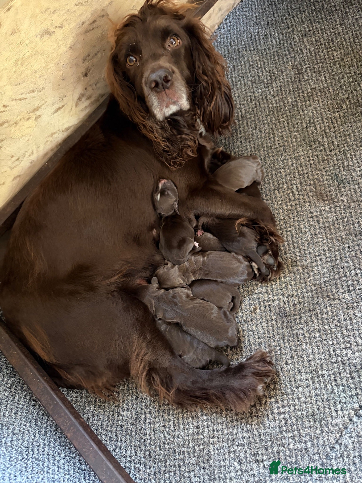 Sprocker dogs Sprocker Spaniel Puppies  - Advert 18