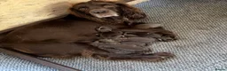 Sprocker dogs for sale: Sprocker Spaniel Puppies  - Advert 1