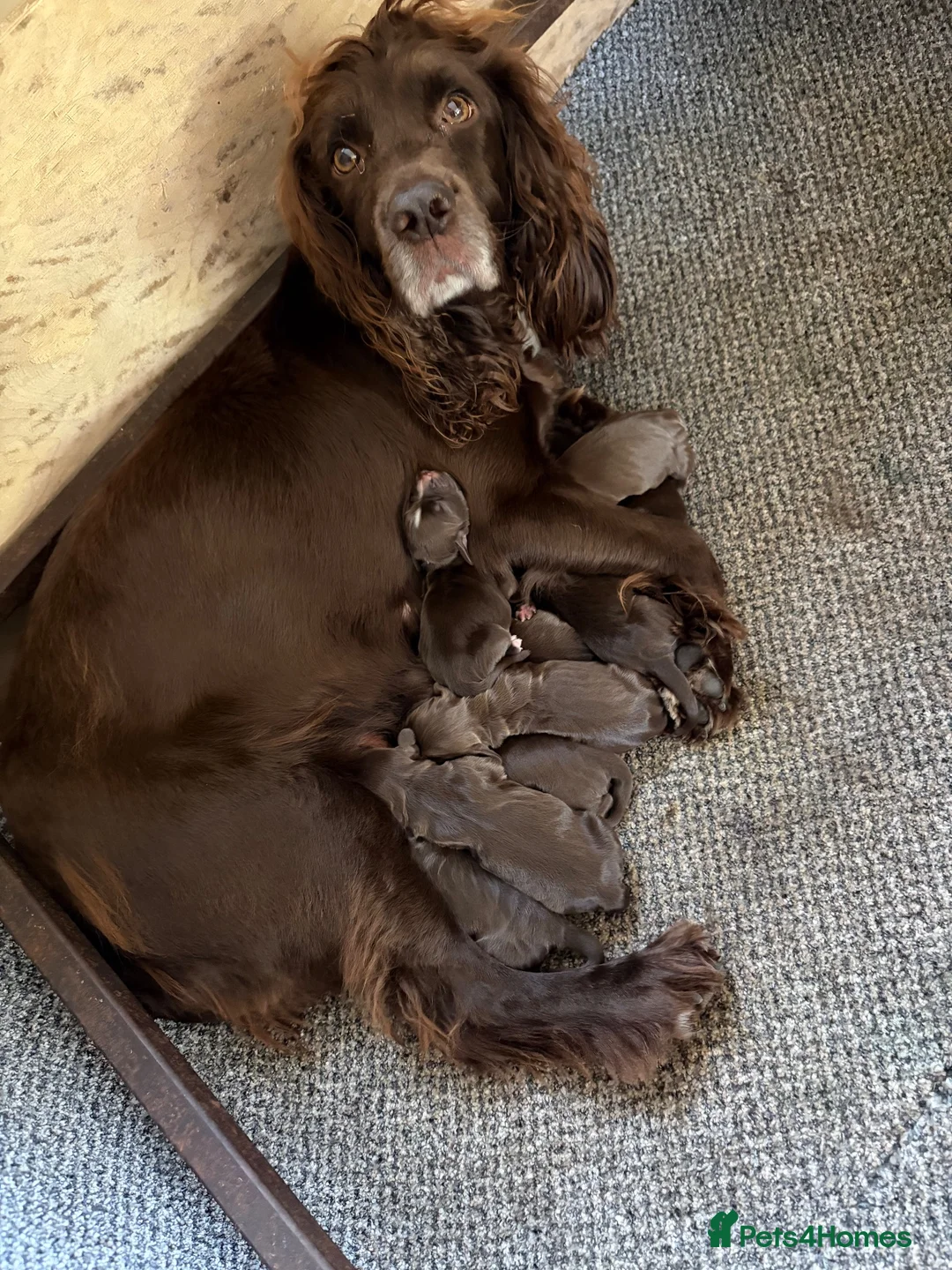 Sprocker dogs for sale: Sprocker Spaniel Puppies  - Advert 1