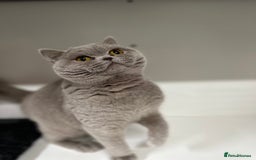 British Shorthair cats for sale: FULL PEDIGREE, REGISTERED BSH - Image 34