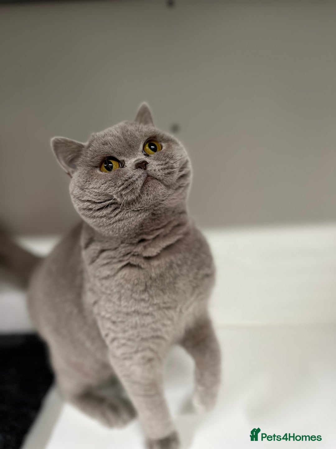 British Shorthair cats for sale: FULL PEDIGREE, REGISTERED BSH - Image 34
