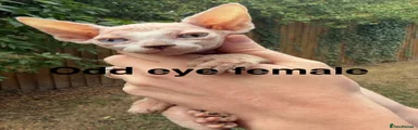 Odd eye female 