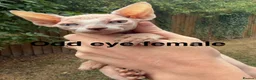 Sphynx cats for sale: One odd eye, 1 elf and 3 other kitty’s  - Advert 1