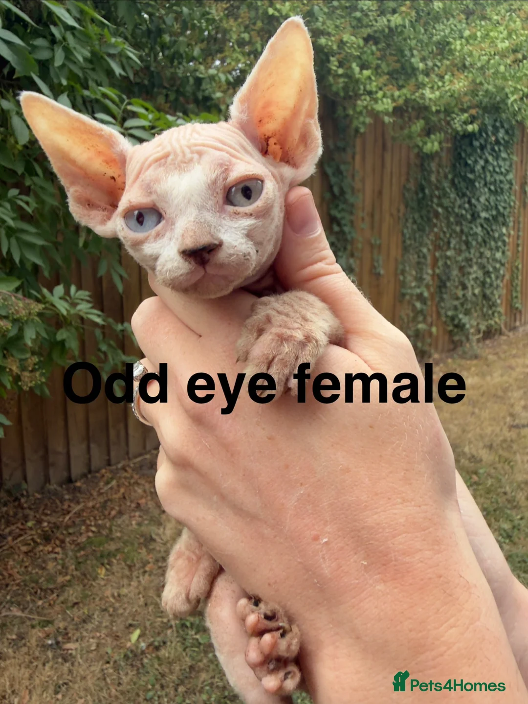 Sphynx cats for sale: One odd eye, 1 elf and 3 other kitty’s  - Advert 1