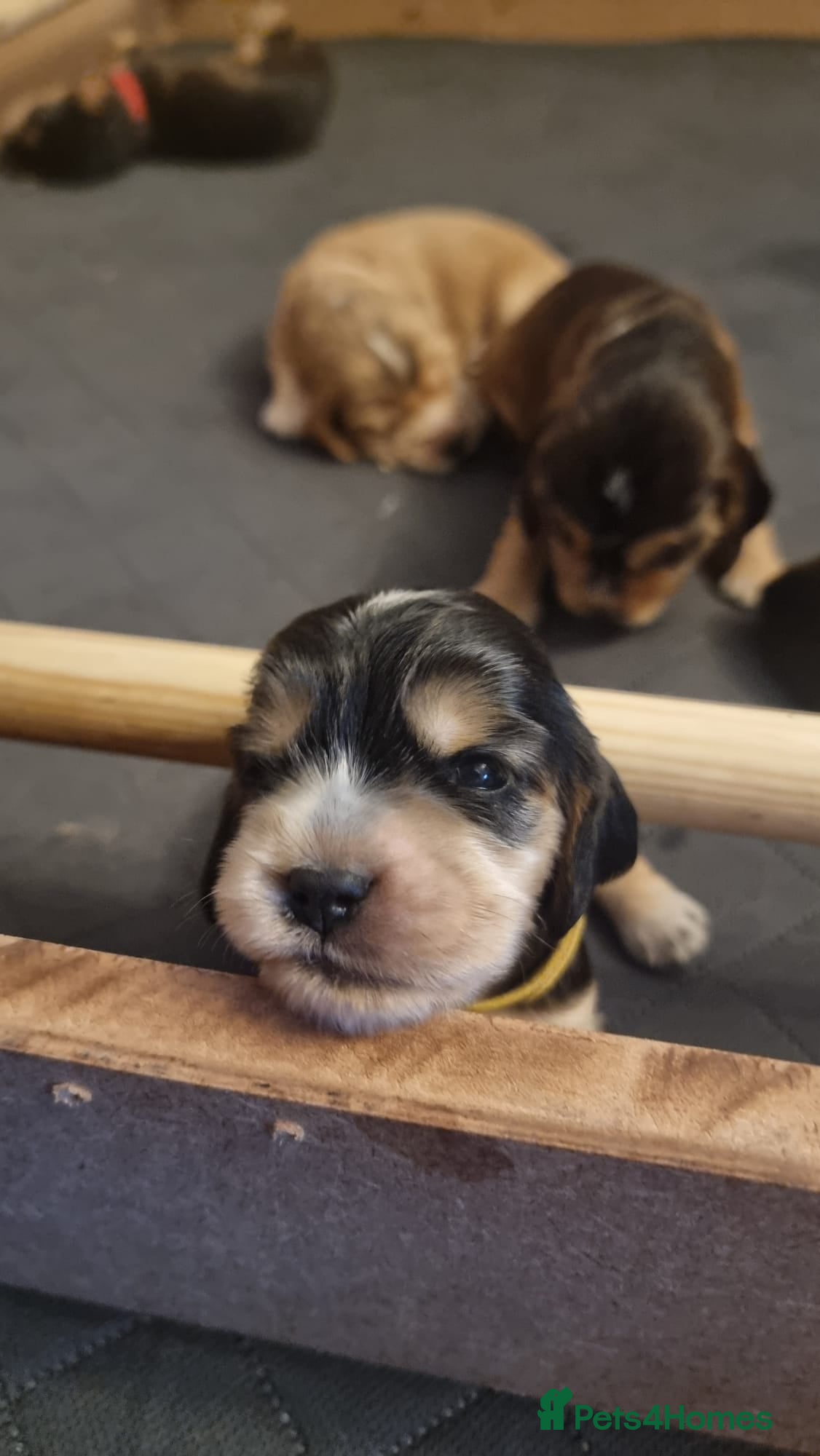 Cocker Spaniel dogs Show Cocker Spaniel Puppies- Champion Lineage🏆🐾 - Advert 2