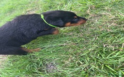 Rottweiler dogs for sale: Rottweiler pups  - Image 8