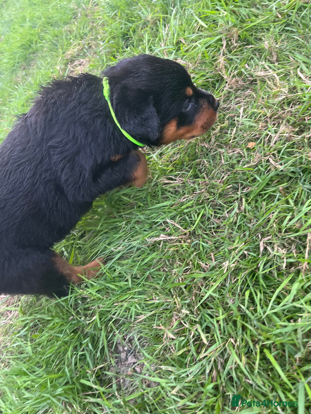 Rottweiler dogs for sale: Rottweiler pups  - Image 8