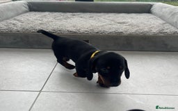 Miniature Dachshund dogs for sale: One beautiful Beautiful girl left  💜🐶  - Image 21