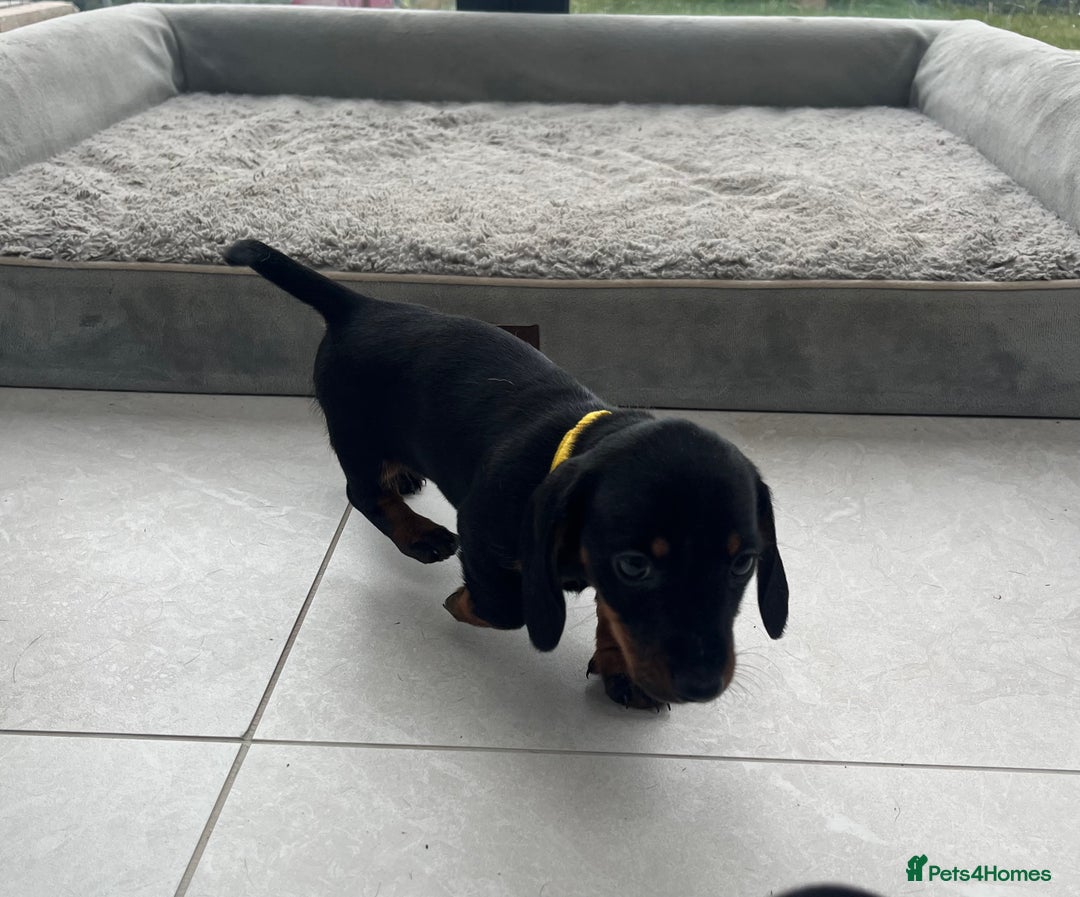 Miniature Dachshund dogs for sale: One beautiful Beautiful girl left  💜🐶  - Image 21