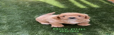 Cavapoochon 1