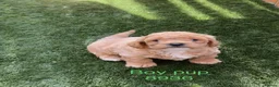 Cavapoochon dogs for sale: Adorable Cavapochon pups - Advert 7