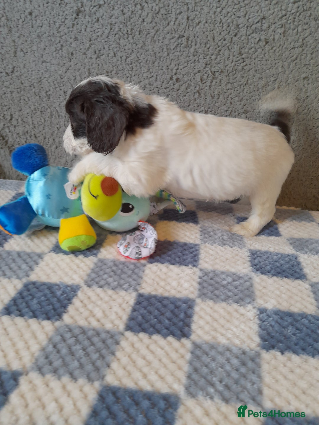 Sproodle dogs for sale: Gorgeous Sproodle pups. - Advert 20