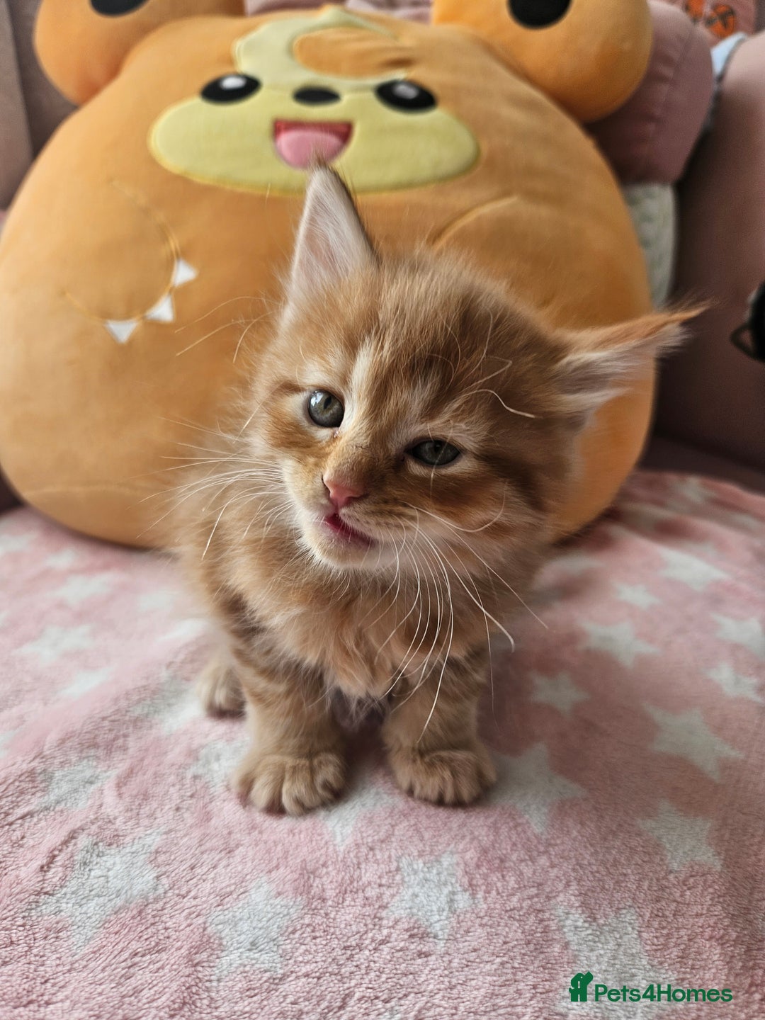 Mixed Breed cats for sale: Beautiful ginger mix long hair maine coon kittens - Advert 8