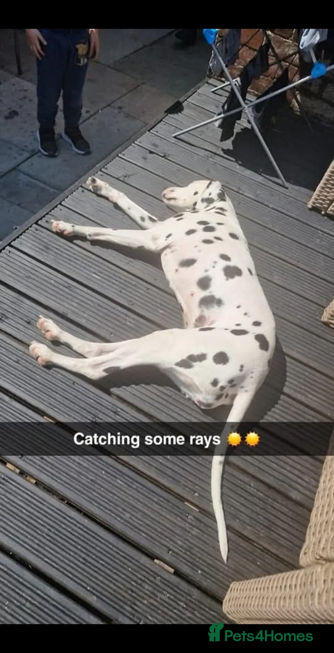 Dalmatian dogs for sale: Dalmation female 7 years old  - Advert 2