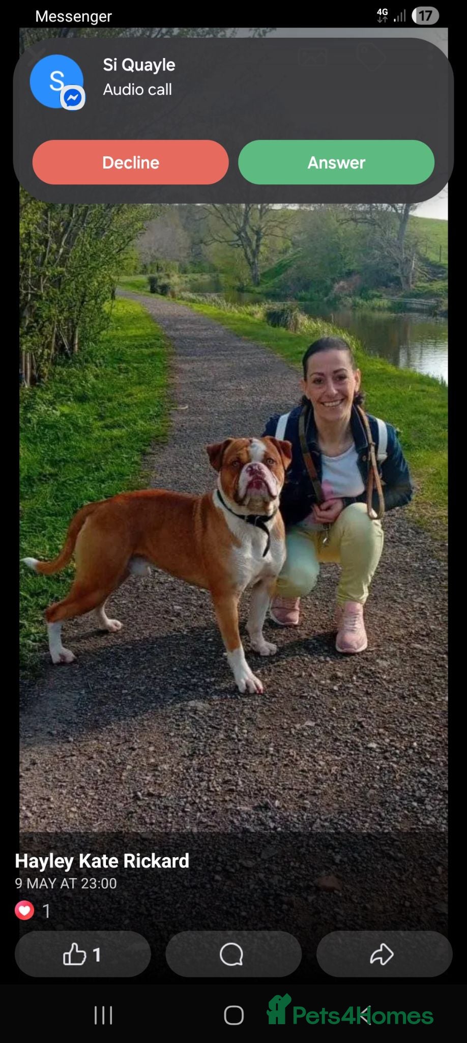 American Bulldog dogs Simba American bulldog - Advert 2
