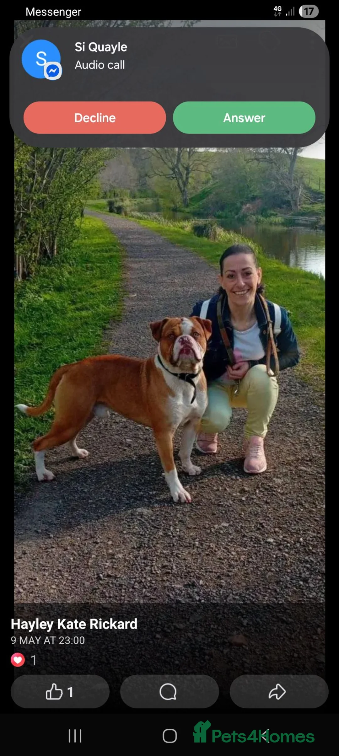 American Bulldog dogs for stud: Simba American bulldog in Leek - Advert 1